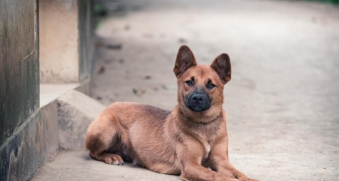 土狗（揭秘土狗为什么如此容易饲养）(图1)