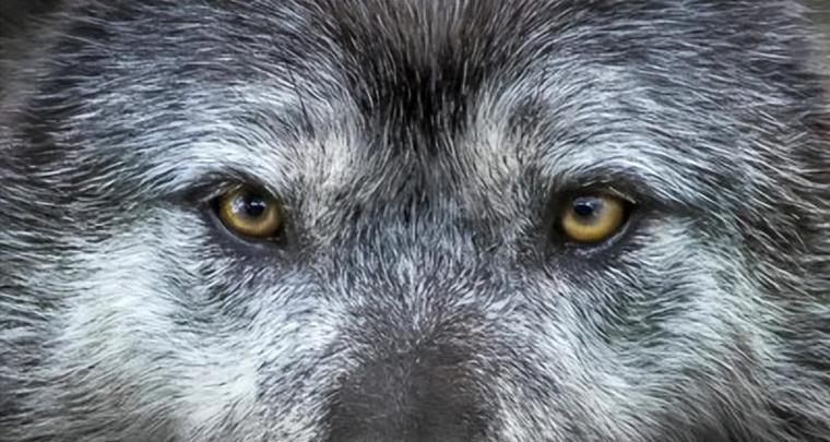 狗眼中的真诚与温暖（拥有一双如此眼神的狗，你会被深深触动）(图2)