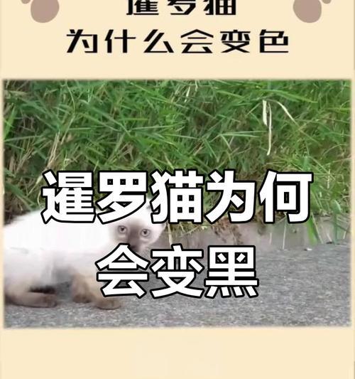 暹罗猫剃毛后为何会变黑（探究剃毛后暹罗猫毛色变黑的原因与解决 - 新生家伴