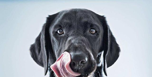 狗狗嘴红的原因解析（探究狗狗嘴巴发红的常见原因及应对方法）(图2)