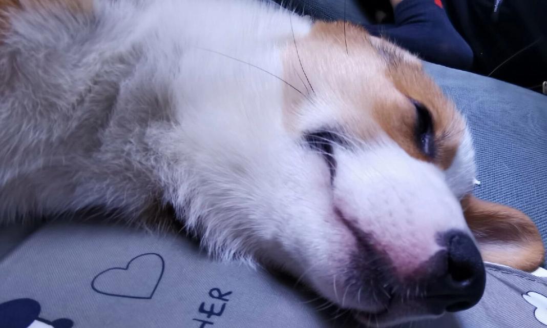 狗狗嘴红的原因解析（探究狗狗嘴巴发红的常