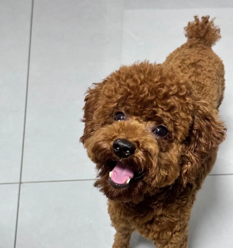 狗狗嘴红的原因解析（探究狗狗嘴巴发红的常见原因及应对方法）(图3)