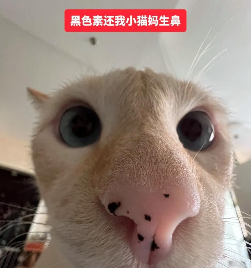 暹罗猫剃毛后为何会变黑（探究剃毛后暹罗猫毛色变黑的原因与解决方法）(图3)