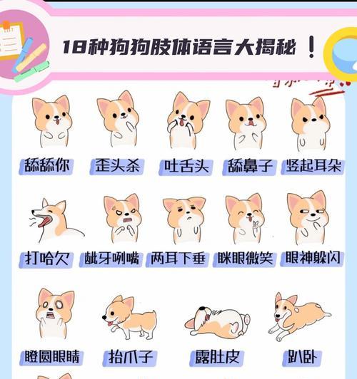 狗眼中的真诚与温暖（拥有一双如此眼神的狗，你会被深深触动）(图3)