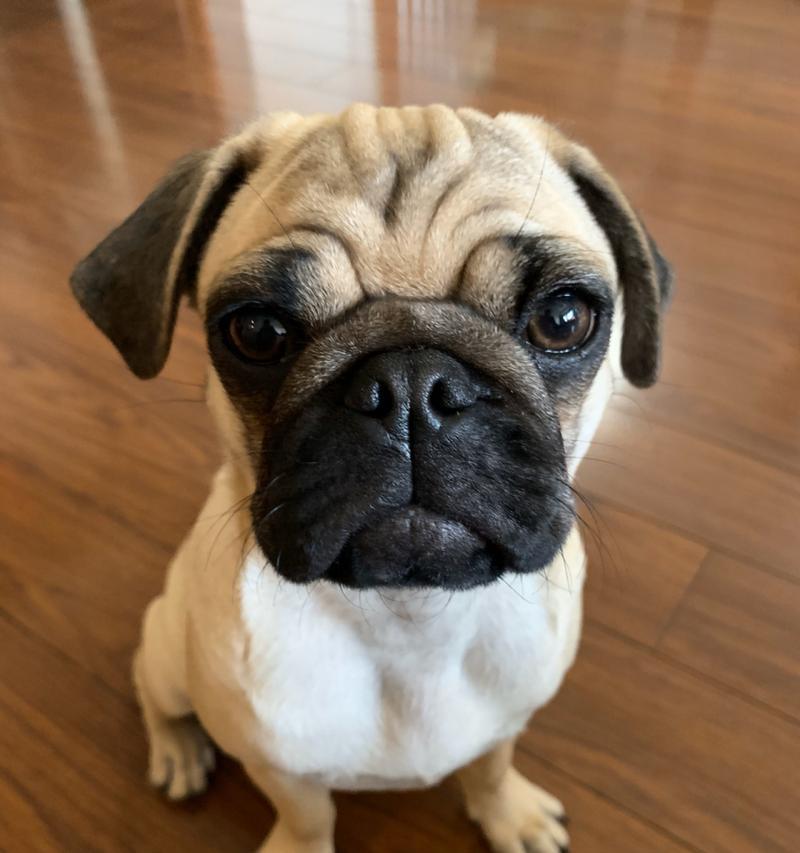 狗眼中的真诚与温暖（拥有一双如此眼神的狗，你会被深深触动） - 新生家伴