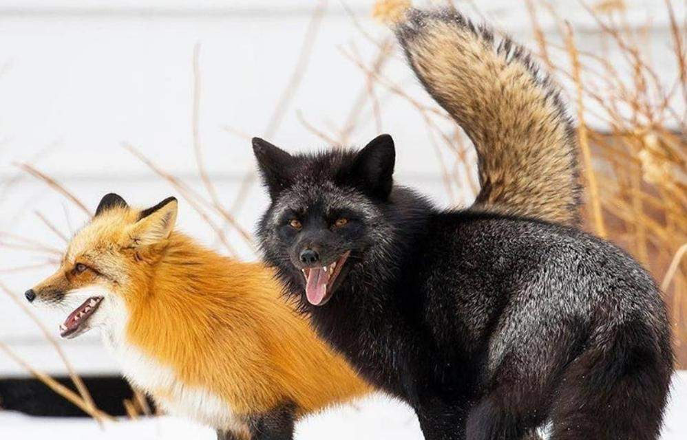 以家养狐狸，品种选择关键（探索最适合家庭环境的狐狸品种）(图2)