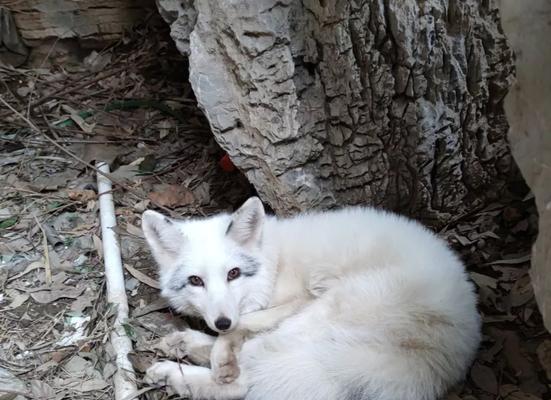 以家养狐狸，品种选择关键（探索最适合家庭环境的狐狸品种）(图3)