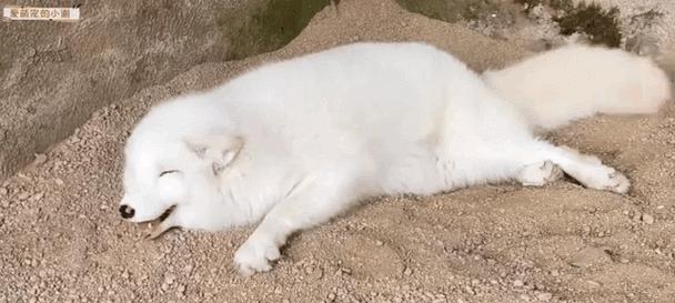 以家养狐狸，品种选择关键（探索最适合家庭