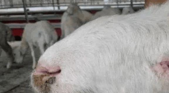 斗牛犬咳嗽的治疗方法（药物治疗对斗牛犬咳嗽的效果及注意事项）(图3)