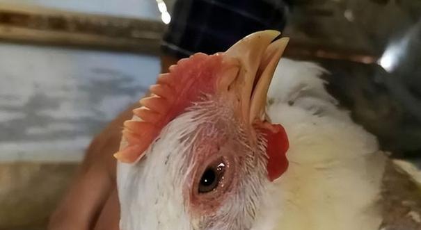 斗牛犬咳嗽的治疗方法（药物治疗对斗牛犬咳嗽的效果及注意事项） - 新生家伴