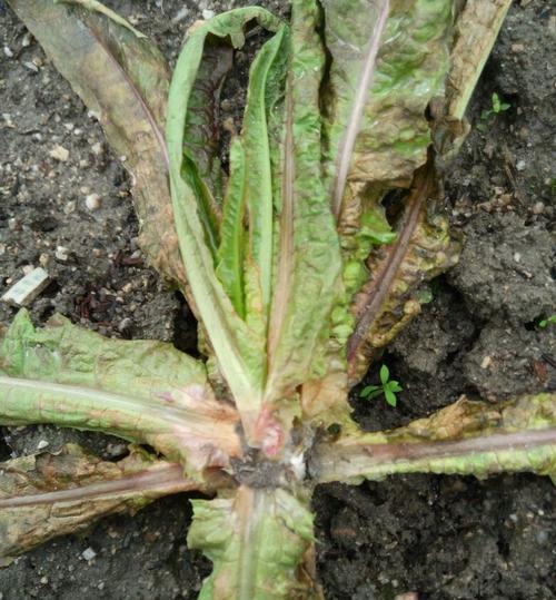 斗牛犬咳嗽的治疗方法（药物治疗对斗牛犬咳嗽的效果及注意事项）(图2)