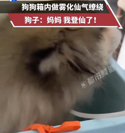 狗狗雾化治疗（了解狗狗雾化治疗的好处和注意事项）(图3)