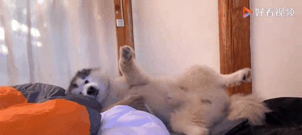 为什么狗会半夜跑出去?(探究狗在半夜离家的原因及解决方法)(图2) 为什么狗会半夜跑出去?(探究狗在半夜离家的原因及解决方法)(图2)