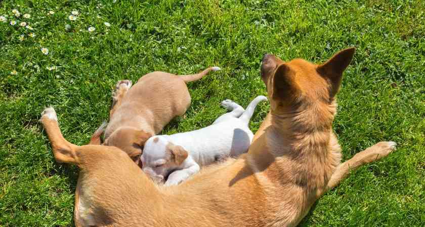 狗狗生的全是男宝宝——遗传学还是巧合?(探究为什么有些狗狗只生男宝宝及其可能原因)(图2) 狗狗生的全是男宝宝——遗传学还是巧合?(探究为什么有些狗狗只生男宝宝及其可能原因)(图2)