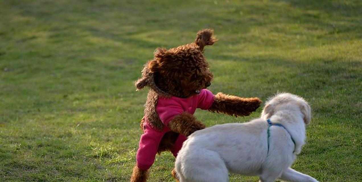 狗狗生的全是男宝宝——遗传学还是巧合?(探究为什么有些狗狗只生男宝宝及其可能原因)(图1) 狗狗生的全是男宝宝——遗传学还是巧合?(探究为什么有些狗狗只生男宝宝及其可能原因)(图1)