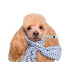 狗罐装病毒（了解病毒传播途径和常见症状，提高防控意识）(图1)