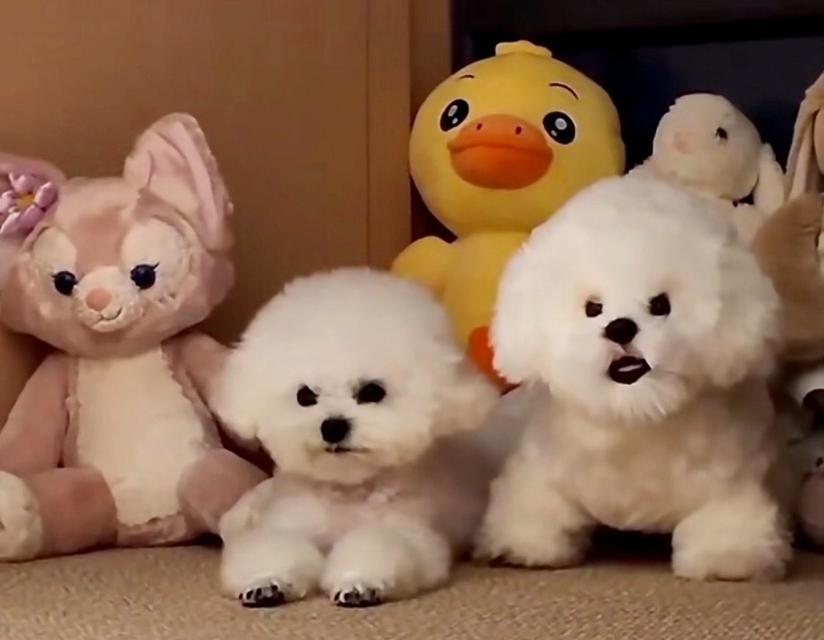 为什么狗会半夜跑出去？（探究狗在半夜离家的原因及解决方法） - 新生家伴