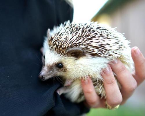 刺猬的禁食之物(了解刺猬的饮食需求,避免误食伤害)(图1) 刺猬的禁食之物(了解刺猬的饮食需求,避免误食伤害)(图1)