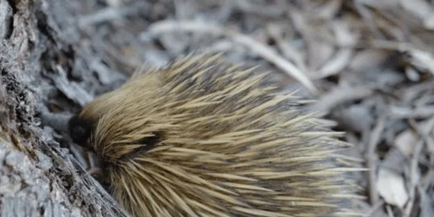 刺猬的禁食之物(了解刺猬的饮食需求,避免误食伤害)(图3) 刺猬的禁食之物(了解刺猬的饮食需求,避免误食伤害)(图3)