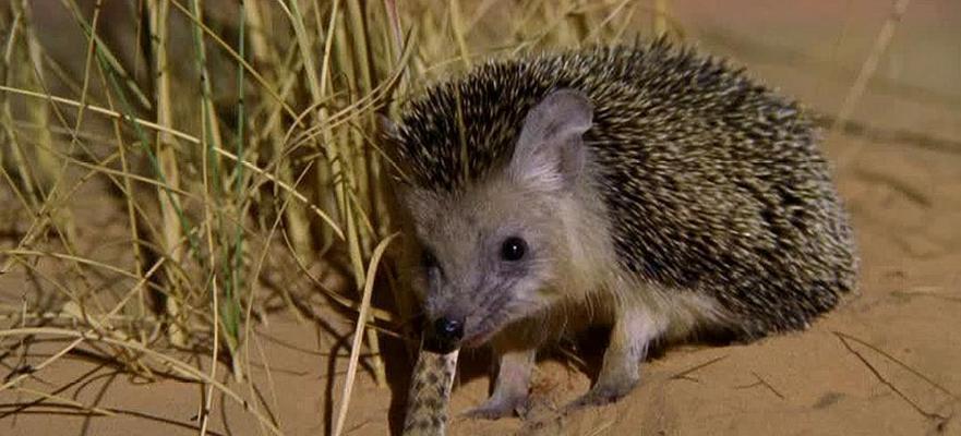 刺猬的禁食之物(了解刺猬的饮食需求,避免误食伤害)(图2) 刺猬的禁食之物(了解刺猬的饮食需求,避免误食伤害)(图2)