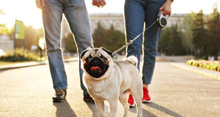 狗为什么抓地板并且叫？（探索狗狗抓地板和叫的原因及行为背后的意义）(图3)