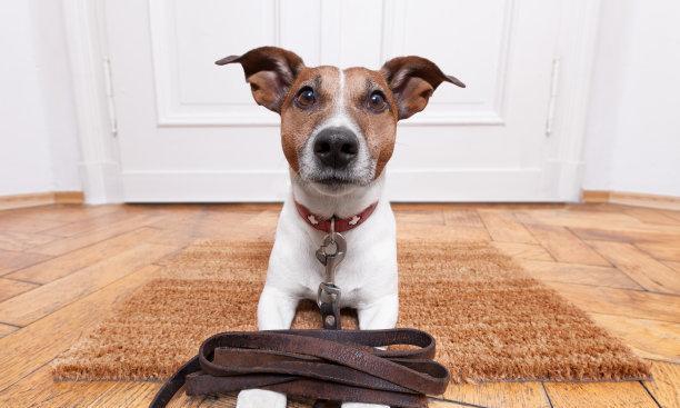 狗为什么抓地板并且叫？（探索狗狗抓地板和叫的原因及行为背后的 - 新生家伴