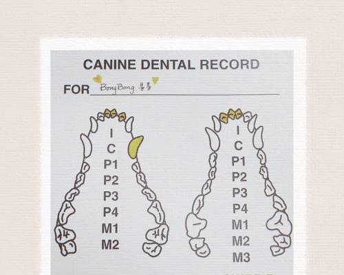 小猫的门牙何时换？（宠物猫门牙更替的关键时期与注意事项）(图3)