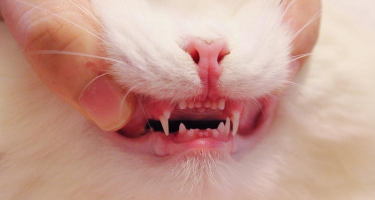 小猫的门牙何时换？（宠物猫门牙更替的关键时期与注意事项）(图2)