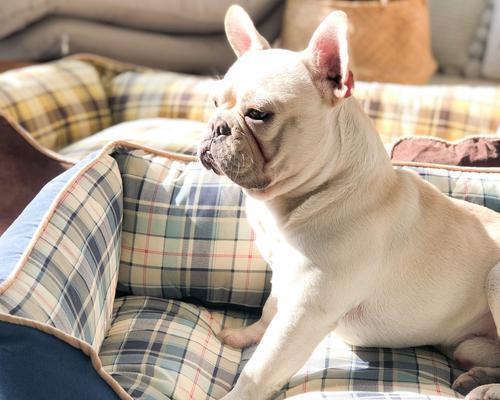 为什么法斗比金毛贵?(探讨法斗与金毛价格差异的原因以及市场需求的影响)(图3) 为什么法斗比金毛贵?(探讨法斗与金毛价格差异的原因以及市场需求的影响)(图3)