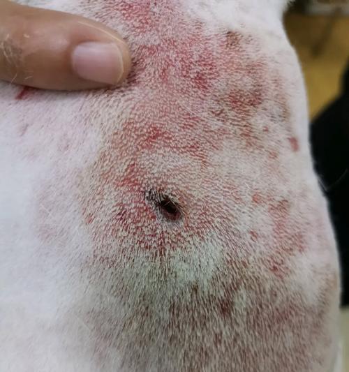 为什么法斗比金毛贵?(探讨法斗与金毛价格差异的原因以及市场需求的影响)(图2) 为什么法斗比金毛贵?(探讨法斗与金毛价格差异的原因以及市场需求的影响)(图2)