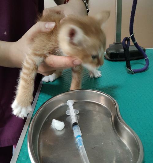 宠物医院——宠物健康的守护者(治疗与保健服务一应俱全)(图1) 宠物医院——宠物健康的守护者(治疗与保健服务一应俱全)(图1)