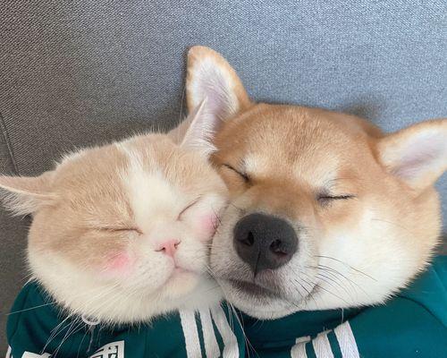 为什么法斗比金毛贵？（探讨法斗与金毛价格