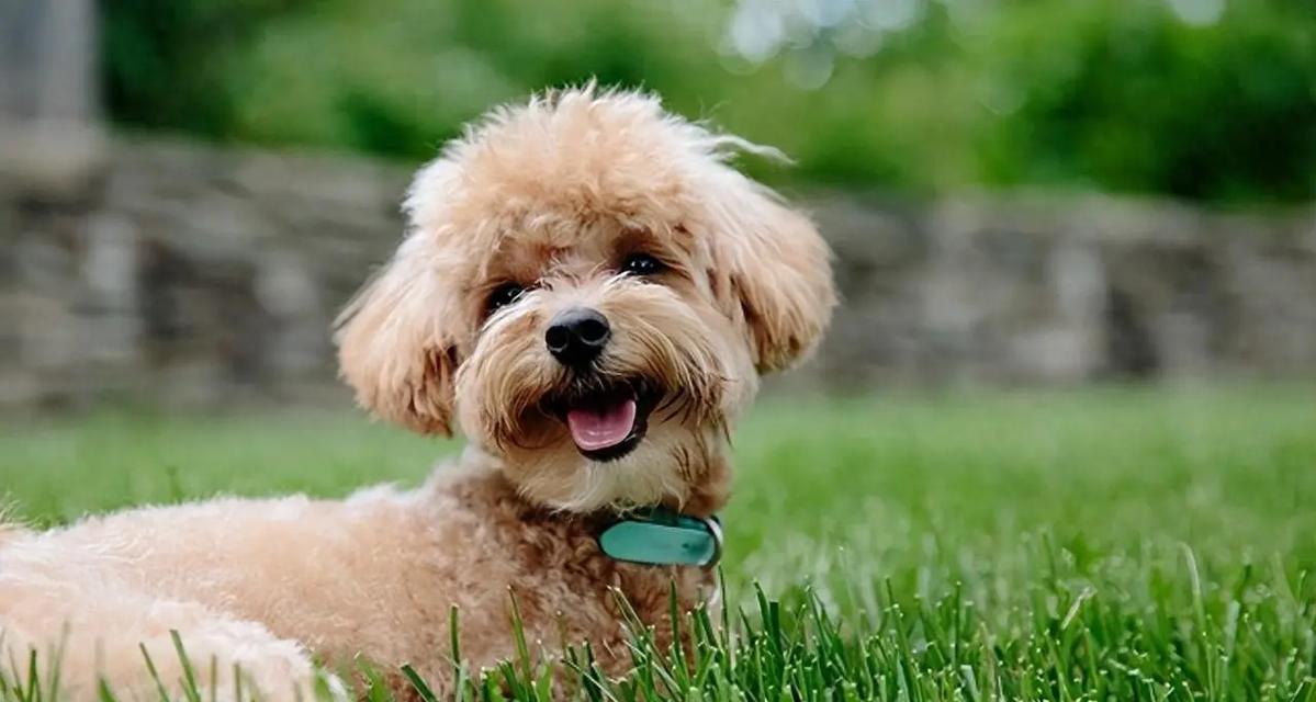 狗狗肾衰吃什么好?(了解狗狗肾衰,找到合适的饮食方式,健康陪伴我们的爱宠)(图1) 狗狗肾衰吃什么好?(了解狗狗肾衰,找到合适的饮食方式,健康陪伴我们的爱宠)(图1)