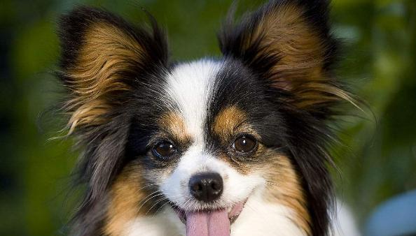 揭秘松鼠尾巴狗的独特魅力（探索松鼠尾巴狗的特点与来源）(图3)