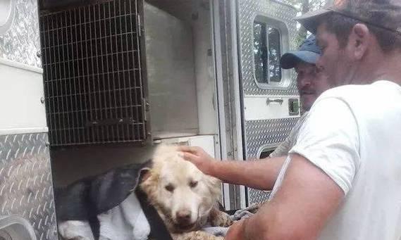 揭秘松鼠尾巴狗的独特魅力（探索松鼠尾巴狗的特点与来源）(图2)