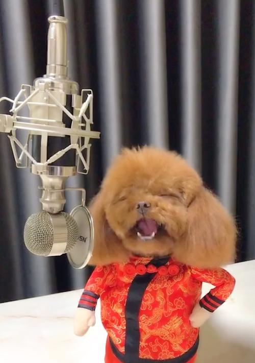 探秘“以泰迪式”的含义与魅力（解读泰迪式的特点与文化，带你走进温暖的世界）(图1)