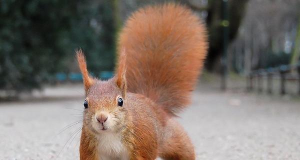 揭秘松鼠尾巴狗的独特魅力（探索松鼠尾巴狗