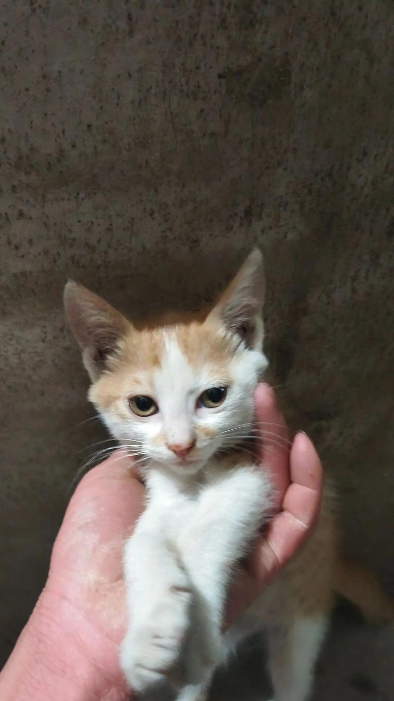 母猫产后饮食指南（为母猫提供合适的饮食以