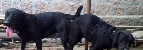 金毛配种二十天的反应（了解金毛配种后二十天的反应及其）(图2)