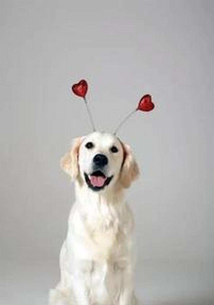 狗的最大恐惧——孤独感（探索狗对孤独感的深度恐惧以及如何帮助它们克服）(图2)