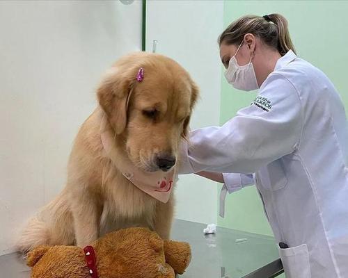 狗的最大恐惧——孤独感（探索狗对孤独感的深度恐惧以及如何帮助它们克服）(图3)