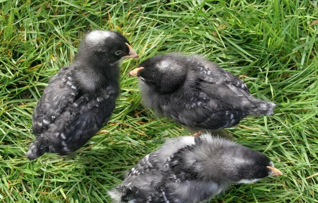 小八哥鸟的饮食习性(探究小八哥鸟的美食之旅)(图3) 小八哥鸟的饮食习性(探究小八哥鸟的美食之旅)(图3)