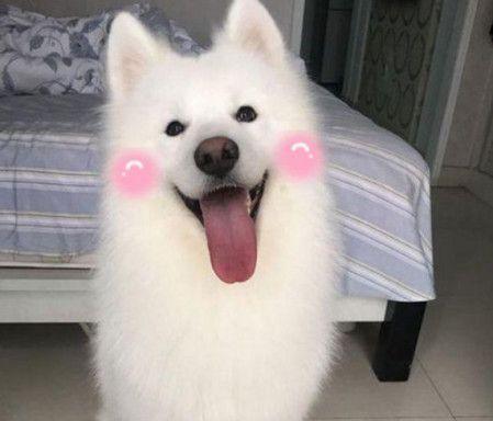 萨摩耶犬毛剪下来能做什么？（剪下的萨摩耶犬毛有哪些用途？）(图3)