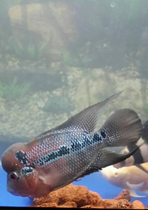 小罗汉为什么吃食还死？（揭开小罗汉死于饮食的谜团） - 新生家伴