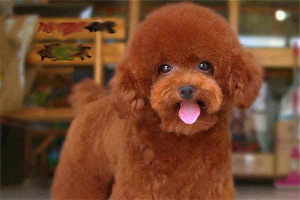 狗狗能吃草莓吗？ - 新生家伴