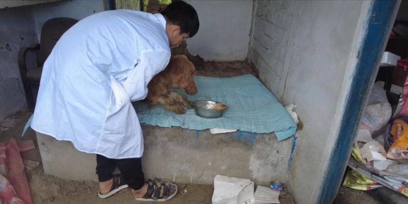 小心！金毛犬瘟的禁食清单（保护你的金毛犬，避免喂食以下禁忌食物）(图1)