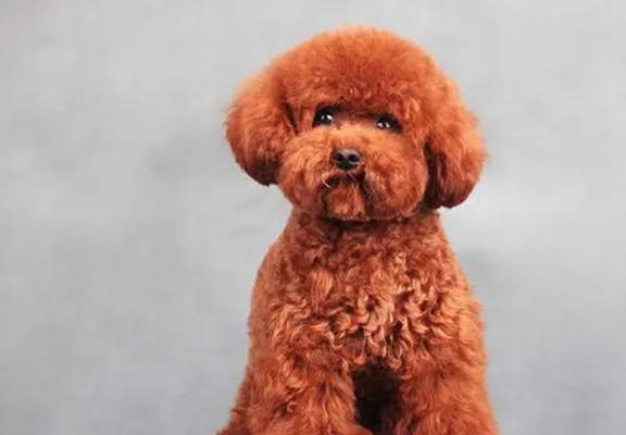 泰迪犬（了解泰迪犬，探寻它的魅力所在）(图2)