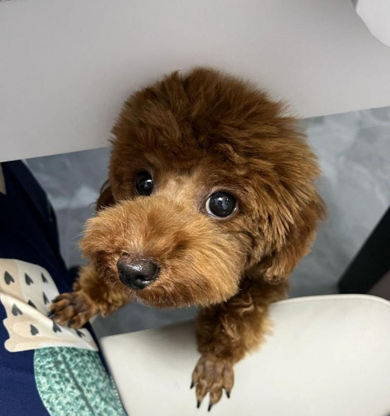 泰迪犬（了解泰迪犬，探寻它的魅力所在）(图3)