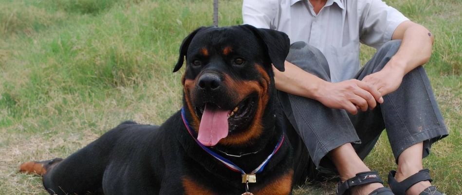 罗威纳犬产后饮食指南（营养均衡的饮食是母犬产后恢复的关键） - 新生家伴