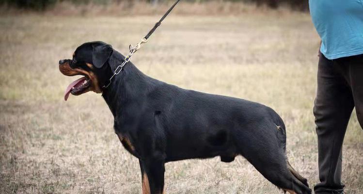 罗威纳犬产后饮食指南（营养均衡的饮食是母犬产后恢复的关键）(图2)